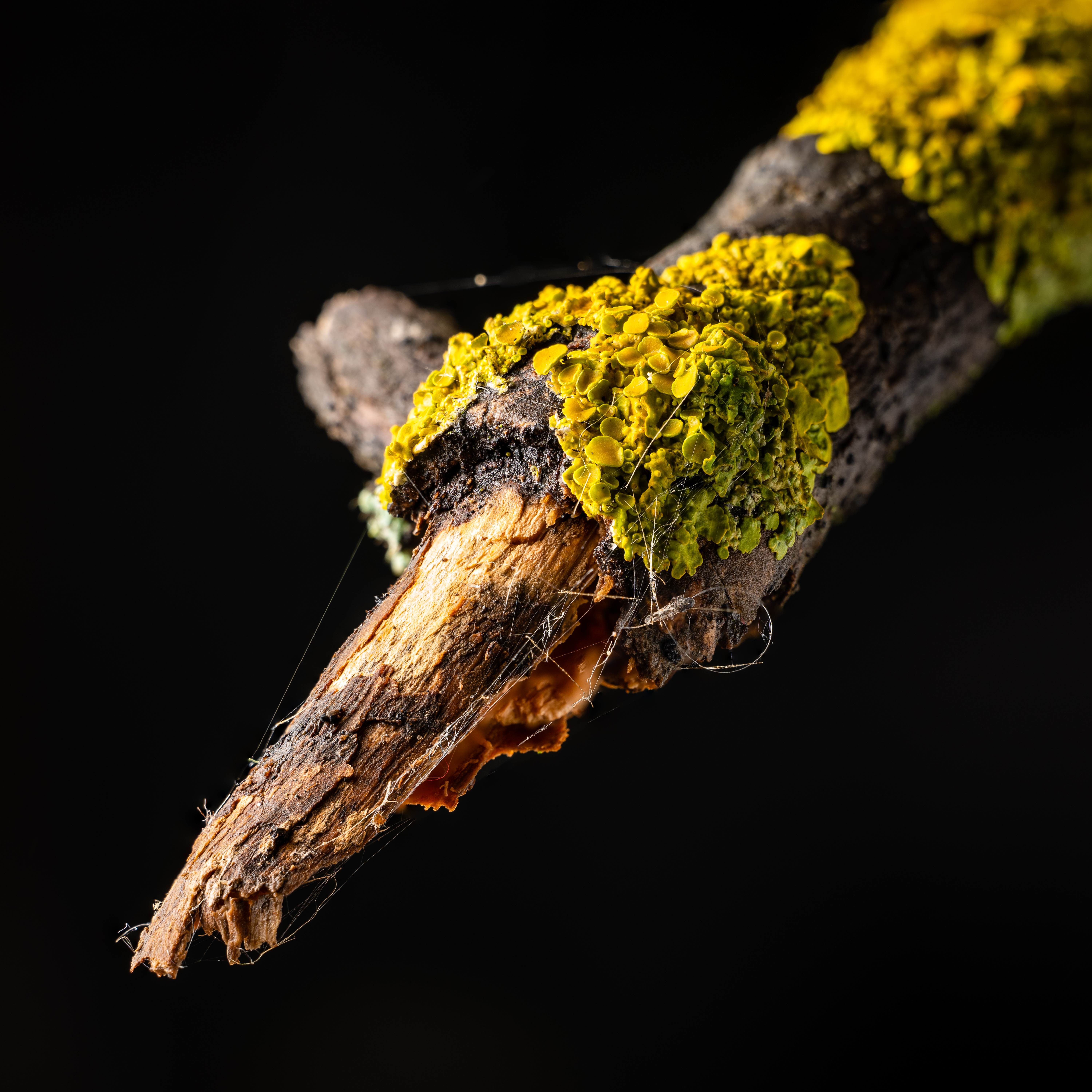 Close up detail photo of broken stick with green moss and spiderwebs, black background